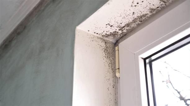 Best Residential Mold Remediation in Port Vue, PA