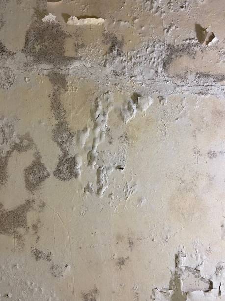 Best Black Mold Remediation in Port Vue, PA